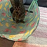 Coco joined the competition — help win amazing prizes! kitten, cat, play_tunnel, toy, indoor, carpet, couch, furniture, curious, pet, animal, small, striped, young, exploring, cute, colorful, patterned, floor, home