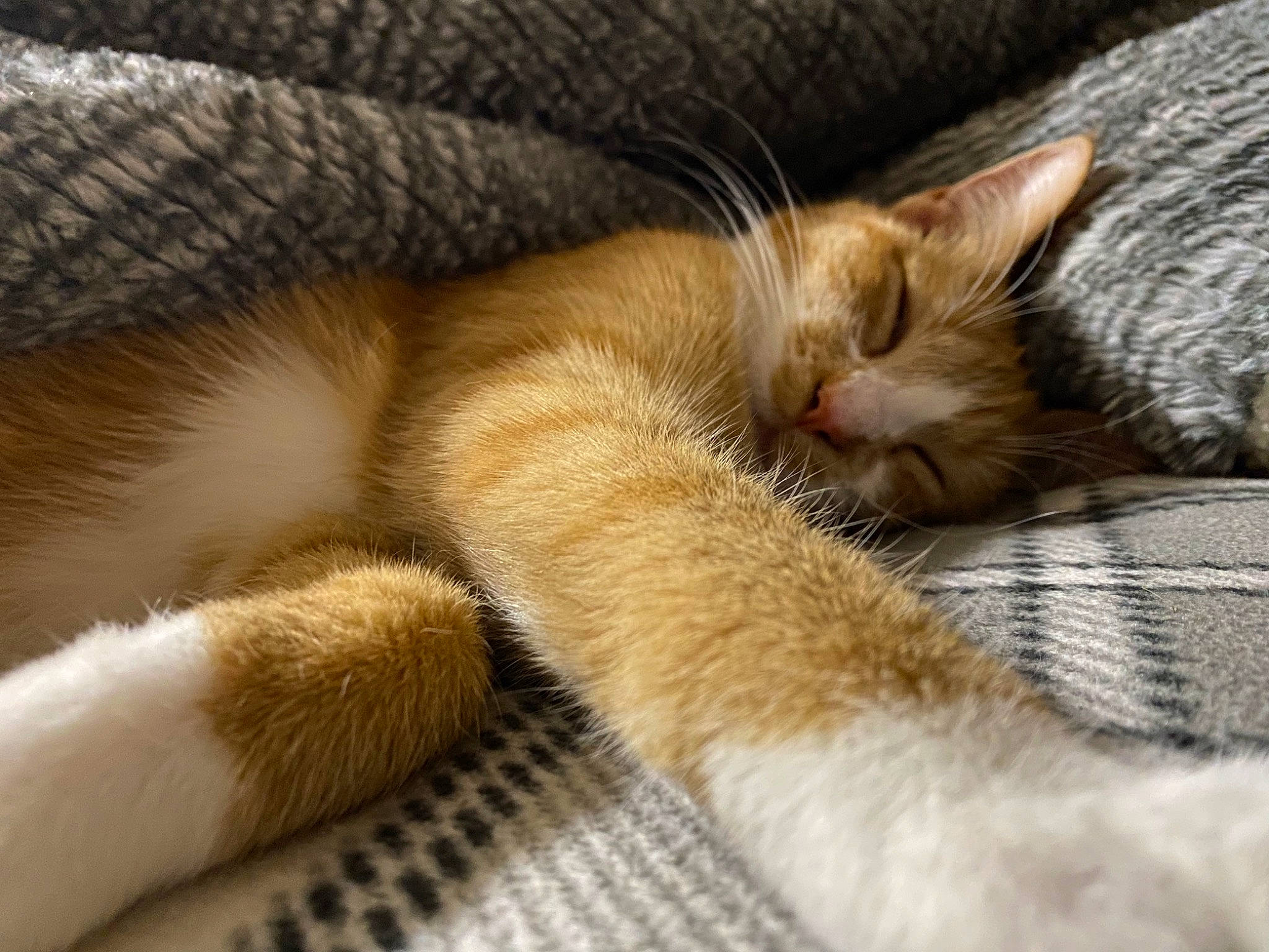 Bug joined the competition — help win amazing prizes! carnivore, cat, claw, comfort, domestic_short_haired_cat, fawn, felidae, fur, human_leg, nap, paw, sleep, small_to_medium_sized_cats, snout, tail, whiskers