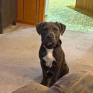 Bella joined the competition — help win amazing prizes! brown_fur, carpet, collar, dark_fur, dog, floor, floppy_ears, furniture, home, indoors, kitchen, living_room, pet, photography, pink_collar, portrait, puppy, sitting, white_chest, wood_paneling