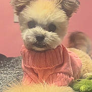 Tinky is registered to the contest to win money with this photo: dog, pet, sweater, pink, fluffy, indoor, blanket, plush_toy, cute, cozy, ears, fur, portrait, animal, face, toy, wall_art, pink_wall, resting, small_dog
