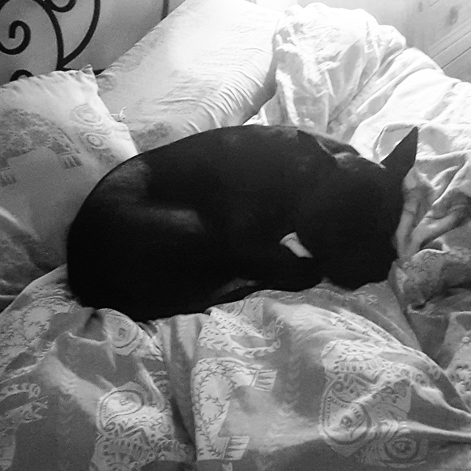 Pablo joined the competition — help win amazing prizes! bedding, black_and_white, carnivore, cat, comfort, companion_dog, dog_breed, felidae, grey, human_leg, linens, monochrome, monochrome_photography, small_to_medium_sized_cats, snout, sporting_group, tail, textile, tints_and_shades, whiskers