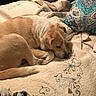 Belle is registered to the contest to win money with this photo: dog, bed, blanket, pillow, quilt, sleeping, resting, indoor, cozy, fur, animal, pet, beige, pattern, textile, comfort, home, furniture, relaxation, canine