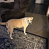 dog, beige, indoor, living_room, rug, carpet, chair, recliner, furniture, floor, pet, animal, home, curious, looking_back, domestic, canine, four_legs, ears, tail