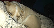 Belle is registered to the contest to win money with this photo: animal, bedroom, blanket, cozy, curled_up, dog, dresser, fur, furniture, home, indoor, lamp, night, pet, quiet, quilt, resting, sleeping, sleepy, teddy_bear