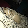 Belle is registered to the contest to win money with this photo: dog, bedroom, quilt, sleeping, curled_up, furniture, lamp, teddy_bear, dresser, cozy, indoor, pet, resting, blanket, animal, fur, sleepy, home, quiet, night