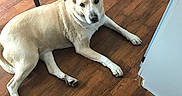 Belle joined the competition — help win amazing prizes! dog, tan_dog, white_markings, wooden_floor, brown_rug, indoor, pet, canine, flooring, chair_leg, relaxed, laying_down, domestic_animal, companion, animal, looking_at_camera, quiet, home, floor_mat, resting