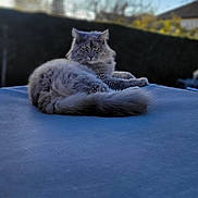 Fripouille participe au concours pour gagner de l'argent avec cette photo : animal, blue_surface, blurred_background, calm, cat, daylight, feline, fluffy, fur, gray, looking, nature, outdoor, pet, portrait, relaxed, resting, sitting, sky, tree