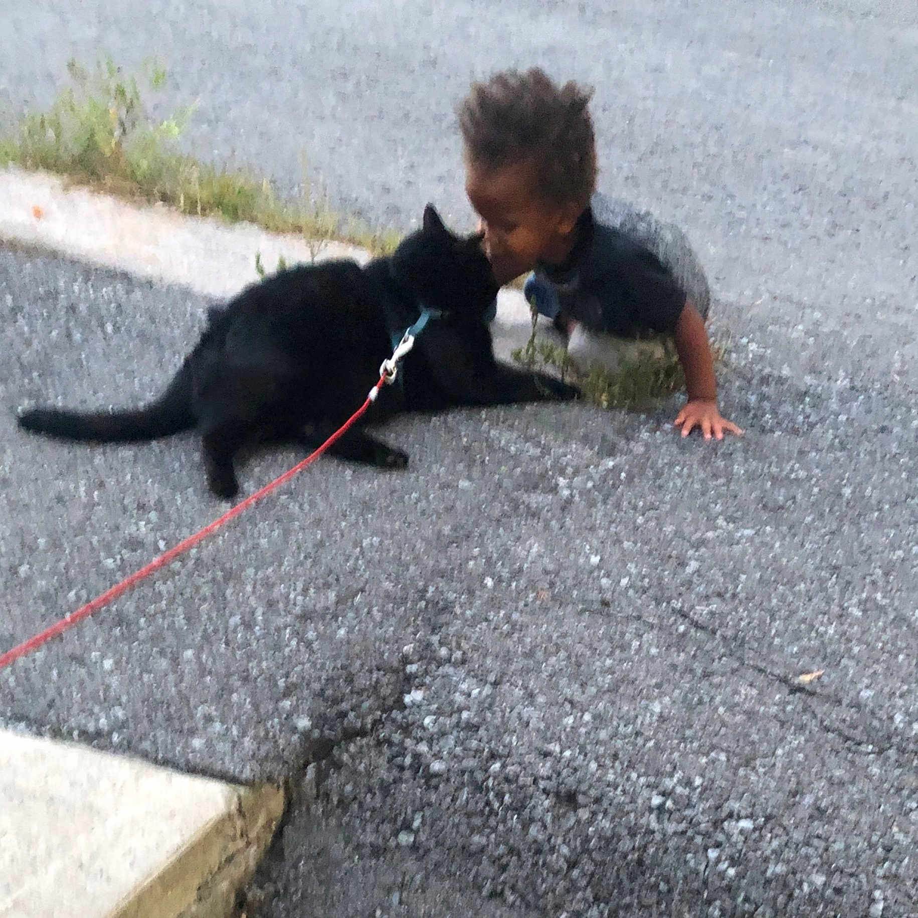 Steve joined the competition — help win amazing prizes! asphalt, canidae, carnivore, cat, concrete, dog_breed, domestic_short_haired_cat, felidae, flooring, fur, grass, leash, road_surface, shadow, sidewalk, small_to_medium_sized_cats, sporting_group, tail, tar, terrestrial_animal