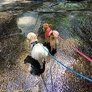 Coco is registered to the contest to win money with this photo: dog, leash, water, rock, outdoor, sunlight, shadow, nature, pet, animal, two_dogs, wet_surface, reflection, small_dog, fluffy, tan_dog, blue_leash, pink_leash, exploration, adventure