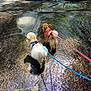 dog, leash, water, rock, outdoor, sunlight, shadow, nature, pet, animal, two_dogs, wet_surface, reflection, small_dog, fluffy, tan_dog, blue_leash, pink_leash, exploration, adventure