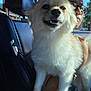 Coco is registered to the contest to win money with this photo: dog, pet, white_dog, smiling, fluffy, inside_car, person, glasses, sunlight, shadow, lap, happy, portrait, seated, vehicle_interior, window, urban_background, daylight, closeup, companionship