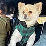 Coco is registered to the contest to win money with this photo: dog, white_dog, pet, car_interior, jacket, green_jacket, checkered_pattern, window, seat, leather_seat, furry, alert, side_view, animal, companion, indoor, daylight, warm_clothing, looking_away, cozy