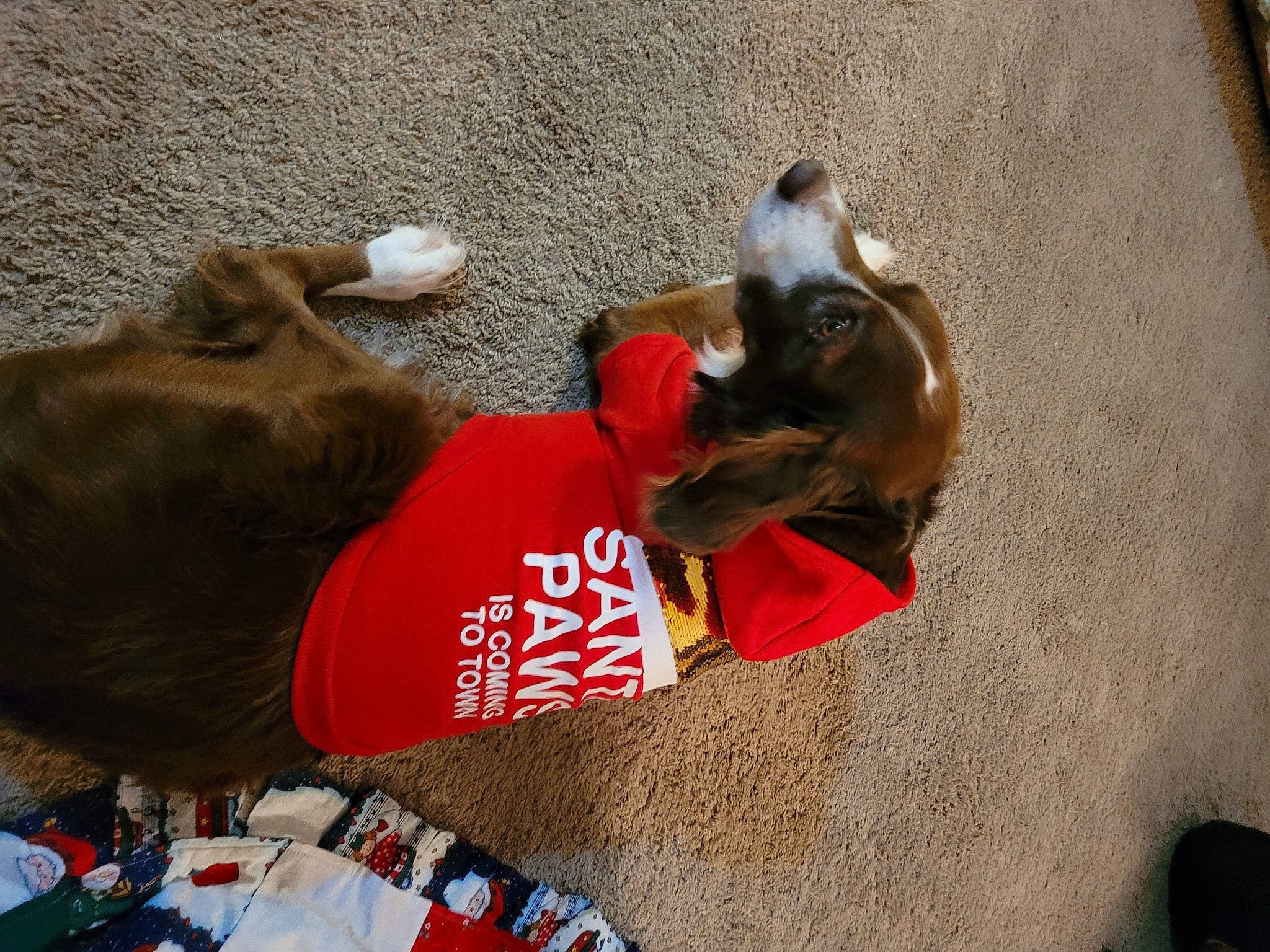 Brittany joined the competition — help win amazing prizes! canidae, carnivore, collar, comfort, companion_dog, dog, dog_breed, dog_clothes, dog_collar, dog_supply, fawn, fur, hat, leash, liver, pet_supply, snout, sporting_group, vertebrate, working_animal