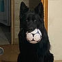 dog, black_dog, indoor, soccer_ball, pet, animal, mouth, sitting, floor, wall, doorway, tile_floor, looking, fur, ears, toy, companion, domestic_animal, cute, waiting