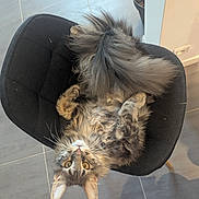 Bloom a rejoint le concours — aidez-le/la à gagner de superbes lots ! cat, long_haired_cat, fluffy, tabby, brown_fur, green_eyes, upside_down, lying_down, chair, black_chair, indoor, home, tiled_floor, bathroom, pet, whiskers, ears, tail, relaxed, playful