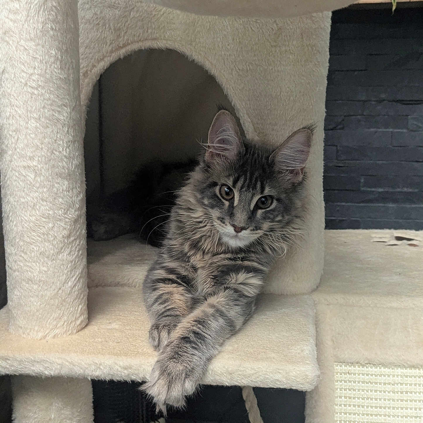 Bloom a rejoint le concours — aidez-le/la à gagner de superbes lots ! cat, kitten, tabby, fluffy, gray_fur, long_hair, whiskers, ears, paws, crossed_paws, sitting, lounging, cat_tree, scratching_post, indoor, pet, animal_portrait, cozy, brick_background, cute