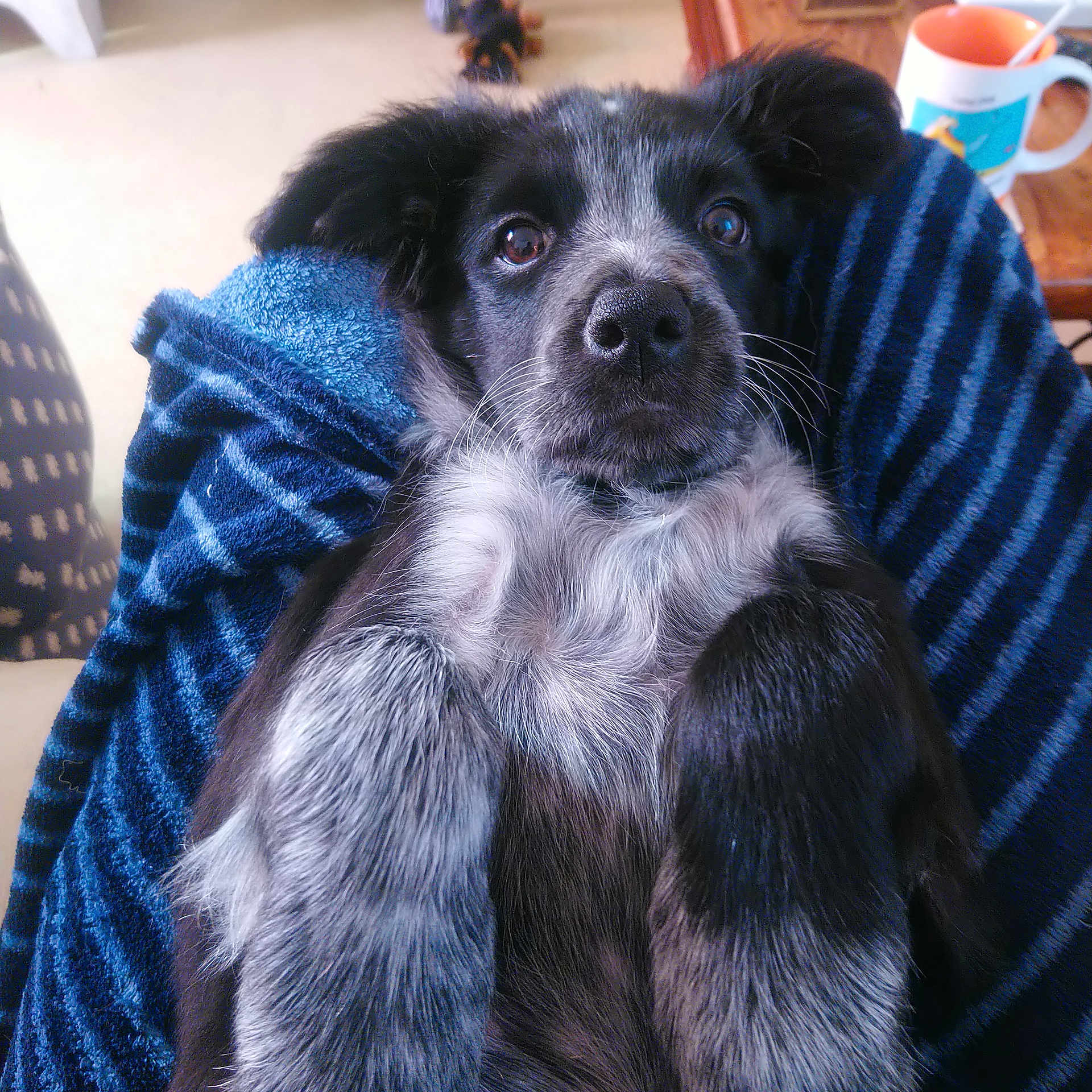 Tototte participe au concours pour gagner de l'argent avec cette photo : carnivoran, dog, dog_breed, dog_breed_group, dog_like_mammal, fur, paw, puppy, rare_breed_dog, schipperke, snout, whiskers