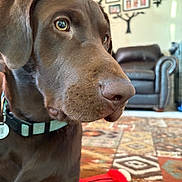 Rocky is registered to the contest to win money with this photo: dog, chocolate_labrador, pet, indoor, close_up, collar, living_room, rug, toy, furniture, couch, wall_art, family, brown, canine, animal, domestic, cute, mammal, portrait