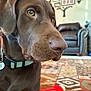 dog, chocolate_labrador, pet, indoor, close_up, collar, living_room, rug, toy, furniture, couch, wall_art, family, brown, canine, animal, domestic, cute, mammal, portrait