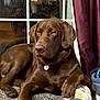 Rocky joined the competition — help win amazing prizes! dog, labrador, chocolate_labrador, indoor, carpet, shoe, sneaker, window, curtain, pet, animal, resting, paw, brown, cozy, reflection, domestic, companion, portrait, relaxed