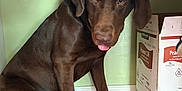 Rocky joined the competition — help win amazing prizes! dog, puppy, labrador, chocolate_labrador, indoor, wooden_floor, kitchen, cabinet, box, peanut_oil, pet, animal, cute, tongue_out, sitting, brown_fur, floor, canine, looking, mischievous
