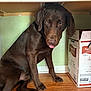 dog, puppy, labrador, chocolate_labrador, indoor, wooden_floor, kitchen, cabinet, box, peanut_oil, pet, animal, cute, tongue_out, sitting, brown_fur, floor, canine, looking, mischievous