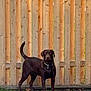 Rocky is registered to the contest to win money with this photo: dog, labrador, chocolate_labrador, pet, animal, grass, fence, outdoor, canine, standing, collar, backyard, guarding, alert, nature, domestic_animal, mammal, brown_dog, yard, daytime
