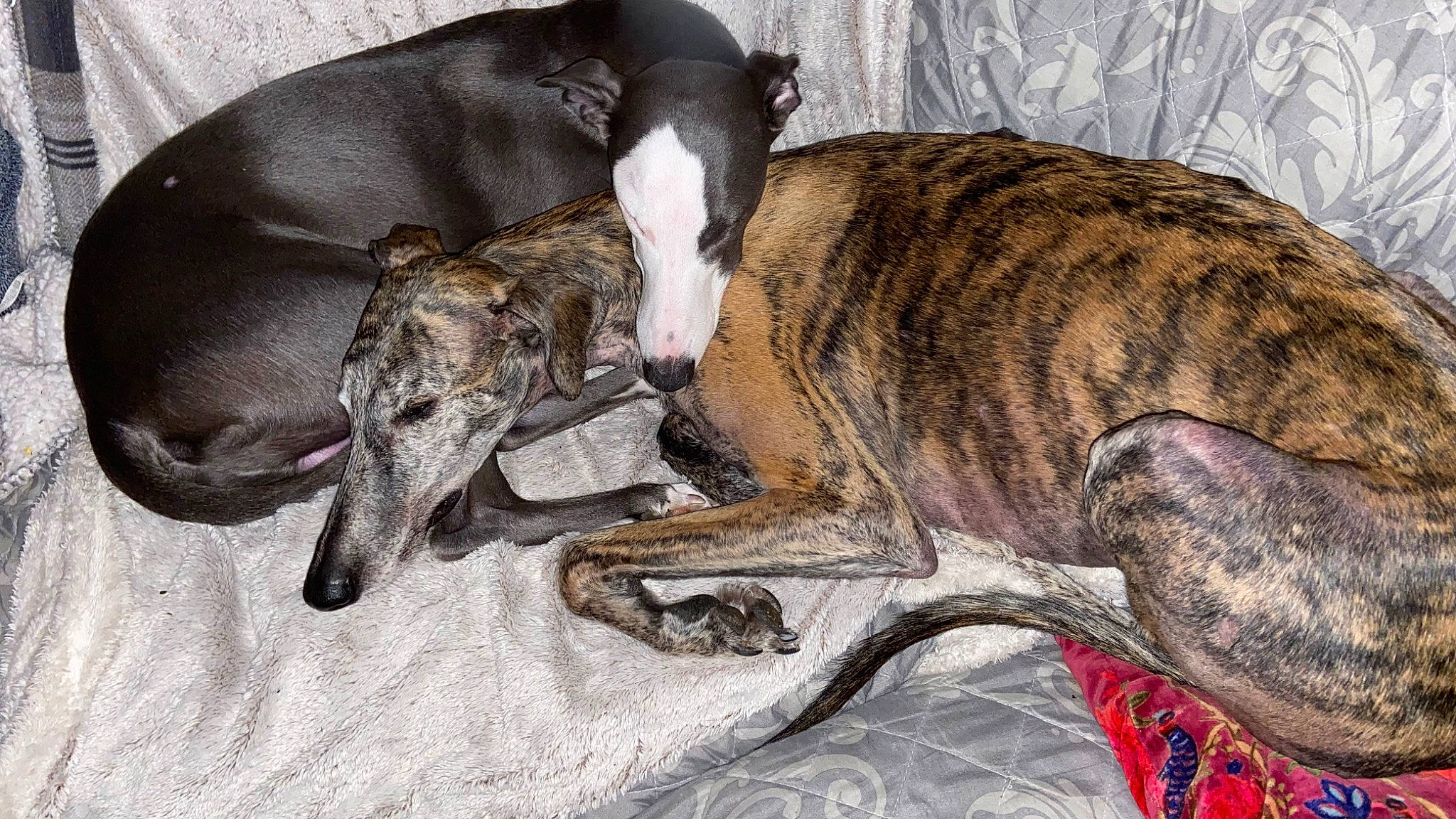 Suchi a rejoint le concours — aidez-le/la à gagner de superbes lots ! art, canidae, carnivore, comfort, companion_dog, dog, dog_breed, fawn, magyar_agar, non_sporting_group, painting, polish_greyhound, rampur_greyhound, sighthound, snout, sporting_group, tail, terrestrial_animal, treeing_tennessee_brindle, working_animal