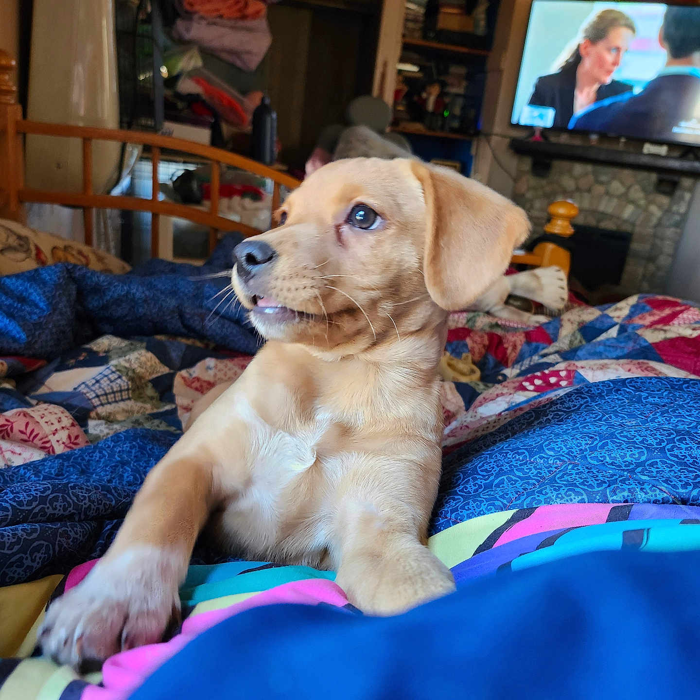 Bailey is registered to the contest to win money with this photo: adult, animal, bed, canine, computerhardware, couch, dog, electronics, face, furniture, hardware, head, indoors, interiordesign, monitor, person, pet, puppy, screen, tv