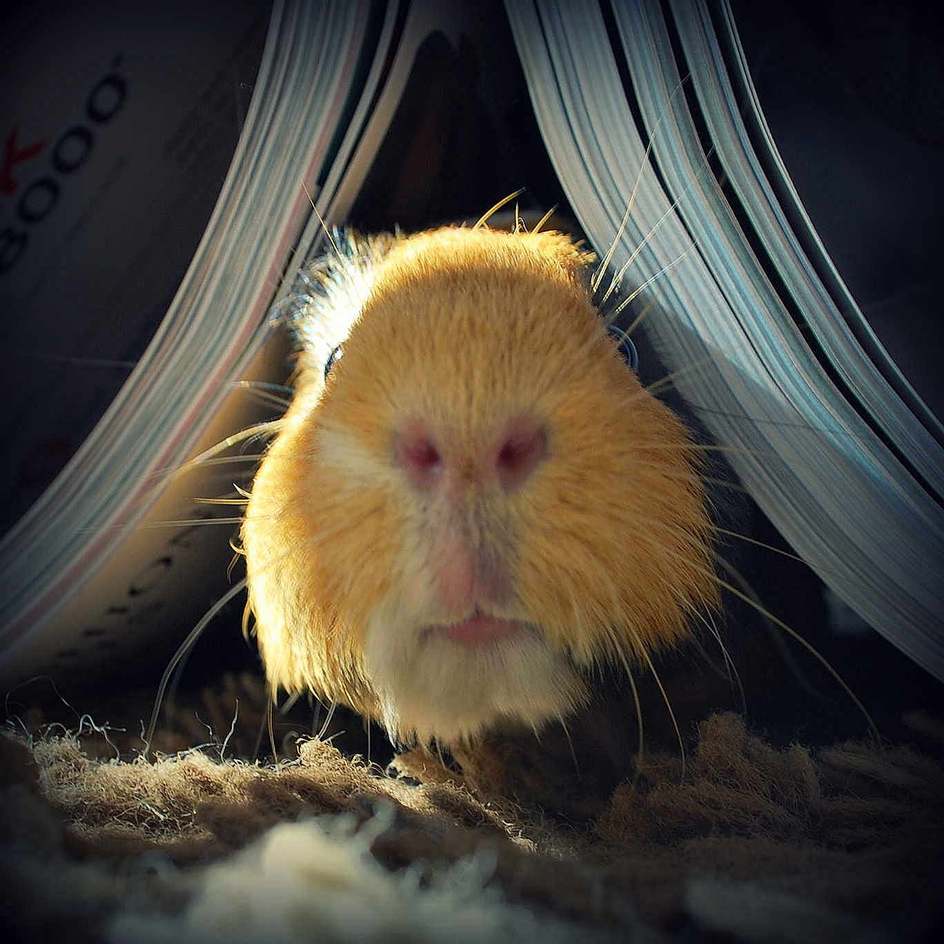 Dexter
