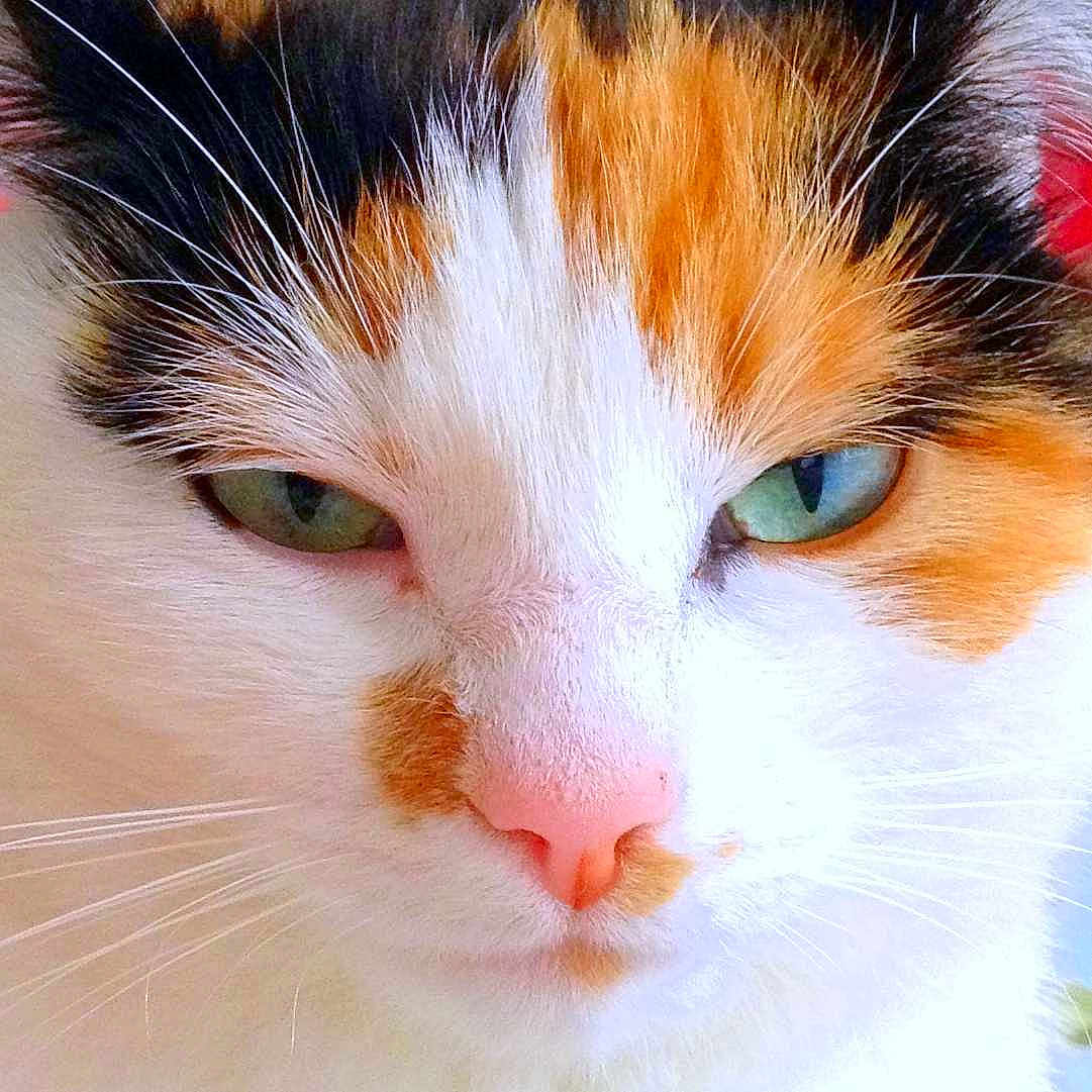 Whiskey