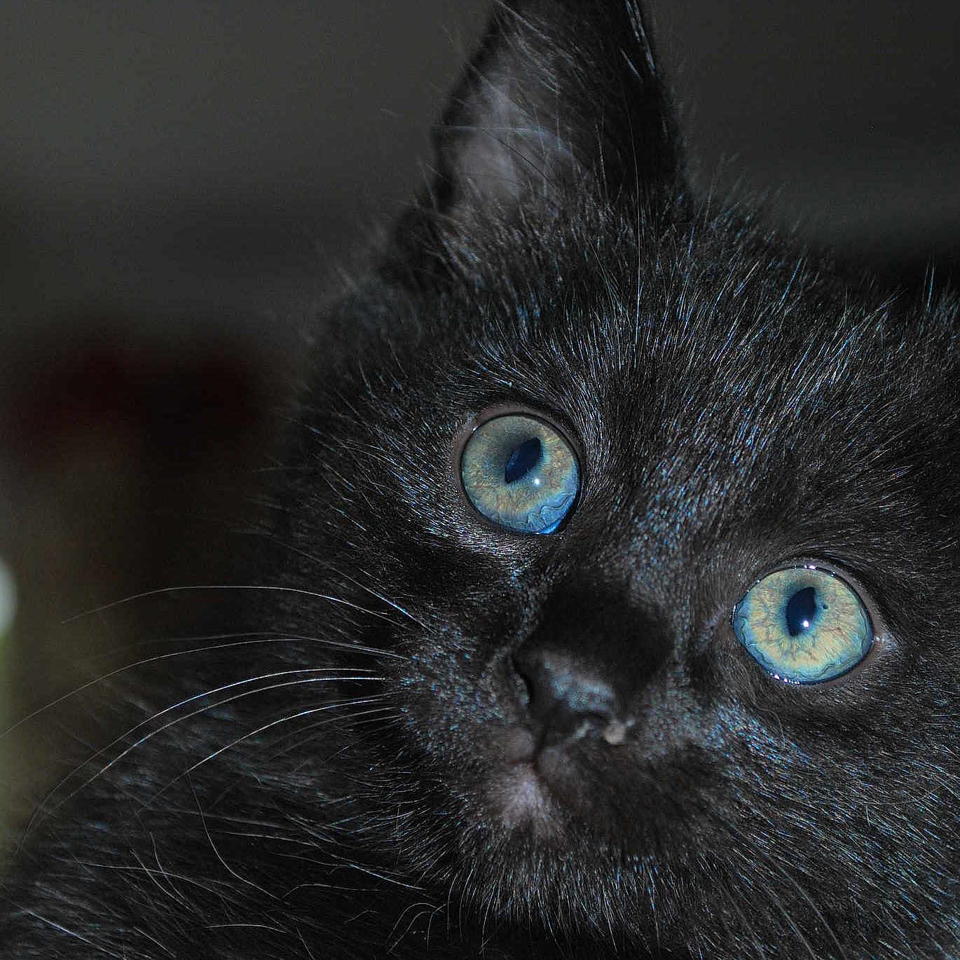 Beau