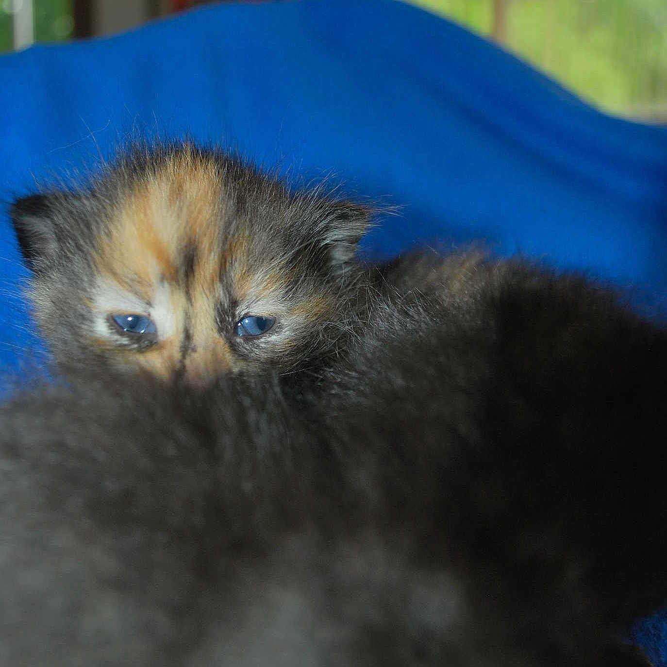 Pippin
