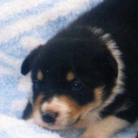 Oscar