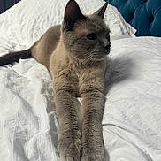 Eliot participe au concours pour gagner de l'argent avec cette photo : animal, bed, blue_headboard, cat, cozy, domestic, feline, fur, home, indoor, paws, pet, quiet, relaxed, resting, siamese_cat, sleepy, stretching, whiskers, white_bedspread