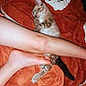 kitten, cat, sleeping, blanket, orange, leg, foot, human, resting, cozy, furry, pet, indoor, cute, relaxation, soft, comfort, nap, animal, domestic