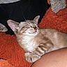 S'Mores is registered to the contest to win money with this photo: kitten, sleeping, cat, fluffy, orange_blanket, cozy, pet, fur, whiskers, closeup, resting, cute, soft, indoor, relaxed, animal, domestic, comfort, nap, warm