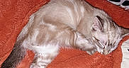 S'Mores joined the competition — help win amazing prizes! cat, sleeping, blanket, orange, fur, cozy, resting, domestic_animal, pet, feline, cute, indoor, relaxed, soft, animal, tail, paw, whiskers, comfort, warm