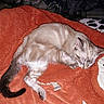 cat, sleeping, blanket, orange, fur, cozy, resting, domestic_animal, pet, feline, cute, indoor, relaxed, soft, animal, tail, paw, whiskers, comfort, warm