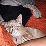 S'Mores is registered to the contest to win money with this photo: kitten, sleeping, orange_blanket, person, black_sweater, grey_sweater, cozy, indoor, pet, furry, closeup, resting, cute, tabby, animal, comfort, soft, nap, domestic_cat, warm