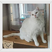 Gaby a rejoint le concours — aidez-le/la à gagner de superbes lots ! animal, cat, curious, cute, drawing, ears, eyes, face, fluffy, fur, head_tilt, indoor, natural_light, pet, sitting, tail, whiskers, white_cat, window, wooden_surface