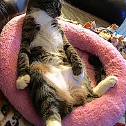 Kreme joined the competition — help win amazing prizes! animal, cat, comfort, couch, cozy, domestic_animal, feline, fluffy_bed, fur, home, indoor, looking_away, paws, pet, pink_bed, relaxed, resting, seated, tabby_cat, whiskers