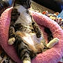 animal, cat, comfort, couch, cozy, domestic_animal, feline, fluffy_bed, fur, home, indoor, looking_away, paws, pet, pink_bed, relaxed, resting, seated, tabby_cat, whiskers