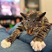 Kreme joined the competition — help win amazing prizes! cat, tabby_cat, pet, indoor, stretching, paws, denim, legs, close_up, feline, whiskers, relaxed, home, blurred_background, domestic_animal, cute, animal, fur, focus, eyes