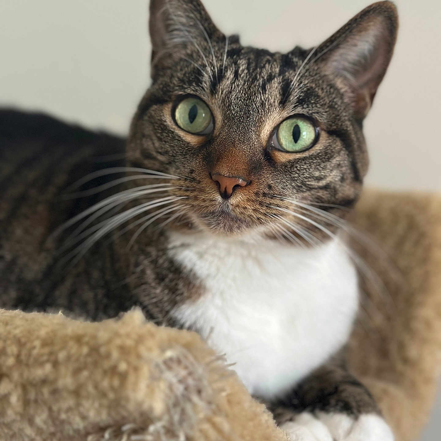 Kreme joined the competition — help win amazing prizes! animal, cat, cat_perch, close_up, comfort, cute, domestic_cat, feline, fur, green_eyes, indoor, neutral_background, paw, pet, portrait, relaxed, resting, soft_texture, tabby, whiskers