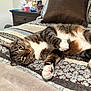cat, tabby, pet, indoor, bed, blanket, relaxed, paws, fur, striped, whiskers, comfort, sleepy, animal, cute, resting, domestic, feline, closeup, cozy