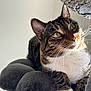 cat, tabby, pet, animal, whiskers, green_eyes, fur, gray_cat_tree, indoor, cozy, relaxed, curious, close_up, portrait, cute, feline, soft_light, resting, paws, ears