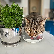 Kot Serdzo Billy a rejoint le concours — aidez-le/la à gagner de superbes lots ! cat, tabby_cat, licking, dish, herbs, silver_pot, kitchen_counter, green_leaves, indoor, reflection, closeup, pet, animal, domestic_cat, feline, food, tongue, blue_cabinet, background_blur, houseplant
