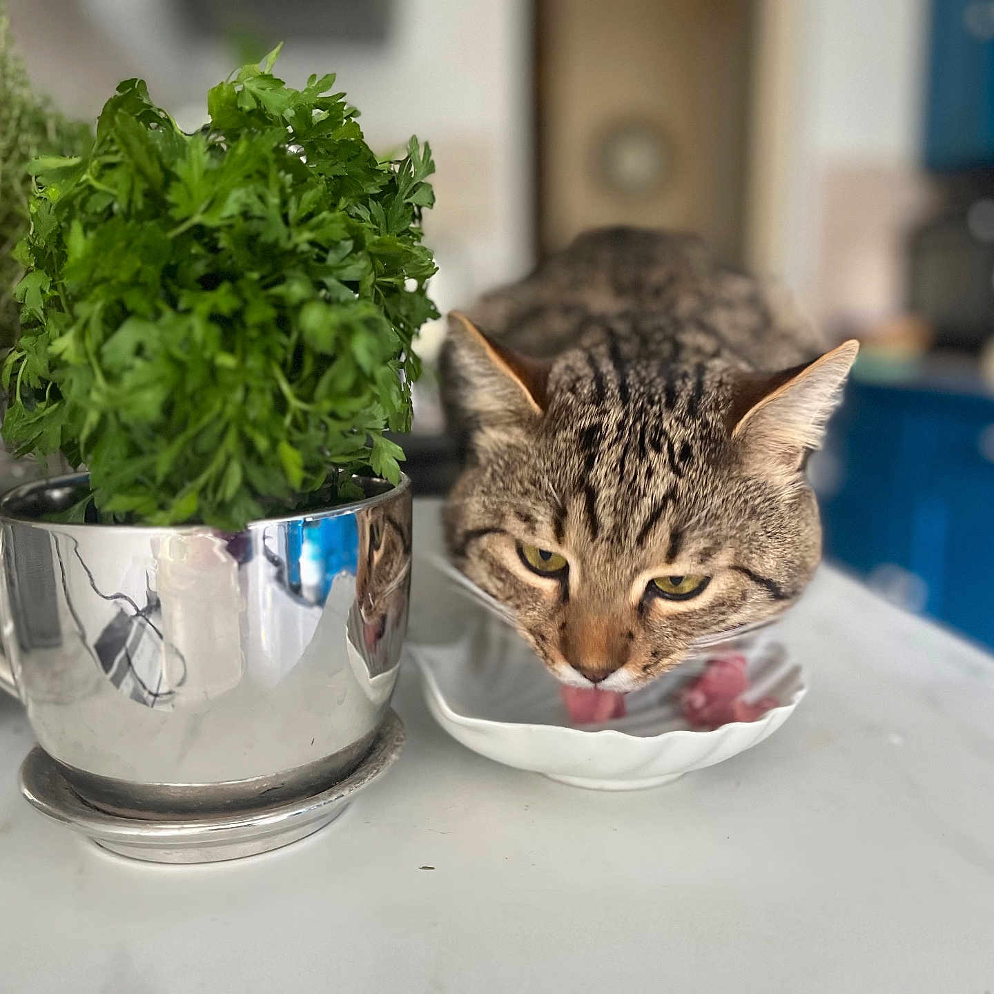 Kot Serdzo Billy a rejoint le concours — aidez-le/la à gagner de superbes lots ! animal, background_blur, blue_cabinet, cat, closeup, dish, domestic_cat, feline, food, green_leaves, herbs, houseplant, indoor, kitchen_counter, licking, pet, reflection, silver_pot, tabby_cat, tongue