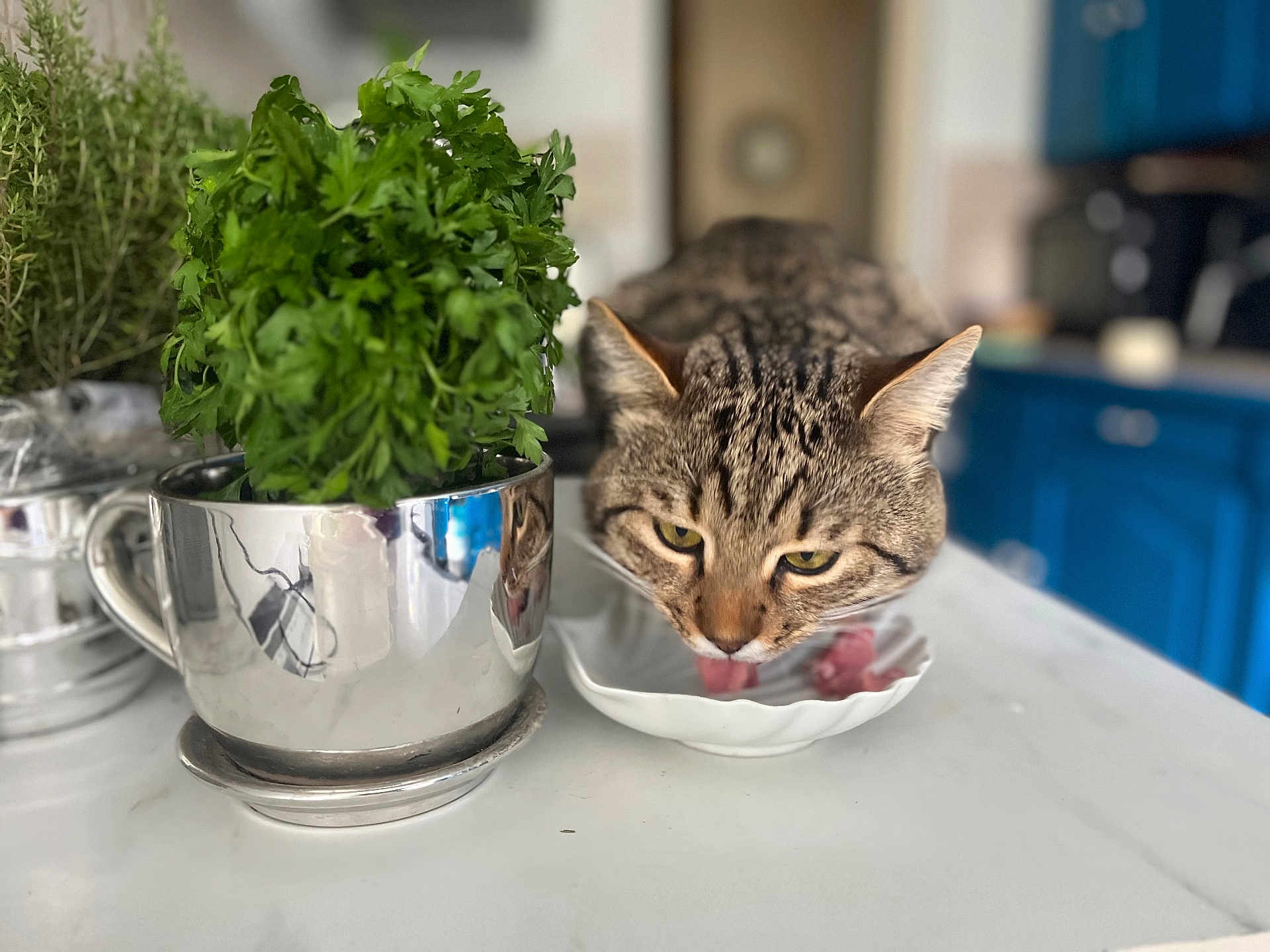 Kot Serdzo Billy a rejoint le concours — aidez-le/la à gagner de superbes lots ! cat, tabby_cat, licking, dish, herbs, silver_pot, kitchen_counter, green_leaves, indoor, reflection, closeup, pet, animal, domestic_cat, feline, food, tongue, blue_cabinet, background_blur, houseplant